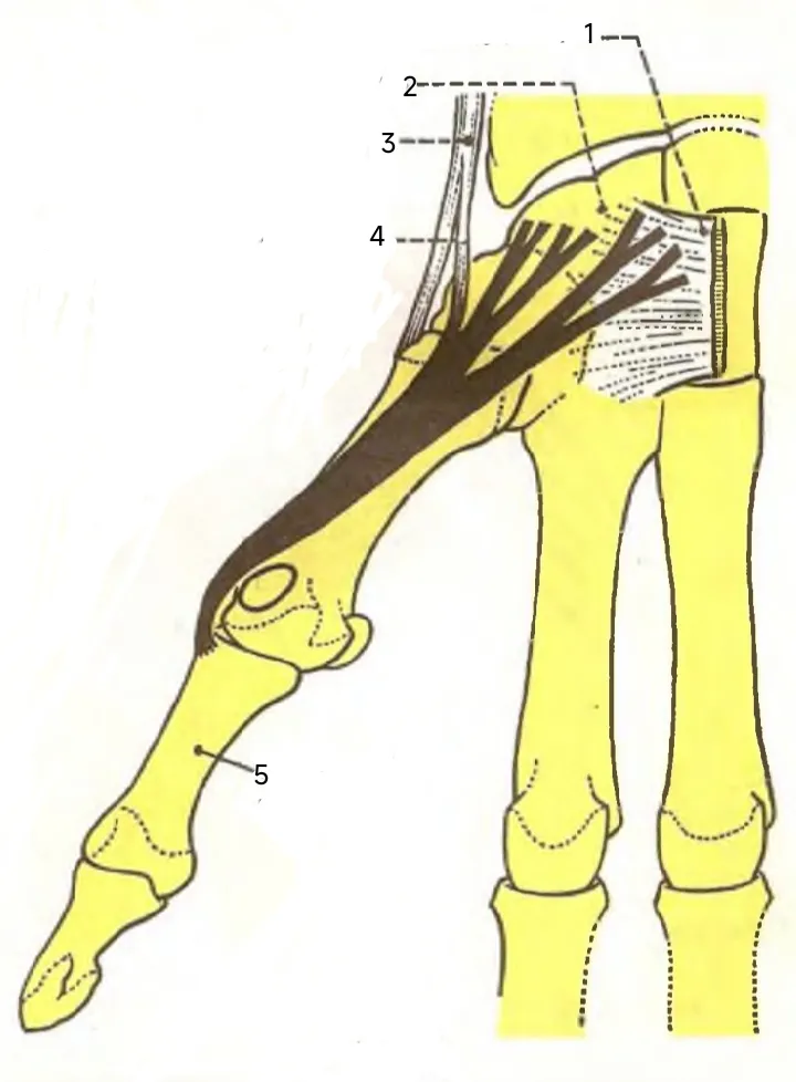 Sketch depicting the constitution of the abductor pollicis brevis muscle in the human anatomy.