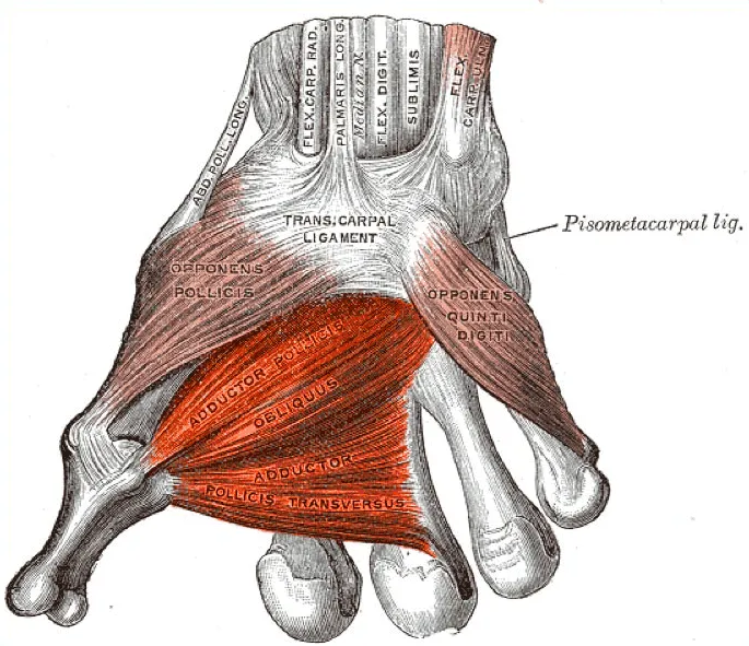 Adductor pollicis muscle