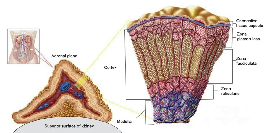 Depiction of location of adrenal glands in human body; zoom to detail of adrenal gland; zoom to cross section of adrenal gland; cross section shows cortex, including connective tissue capsule, zona glomerulosa, zona fasc