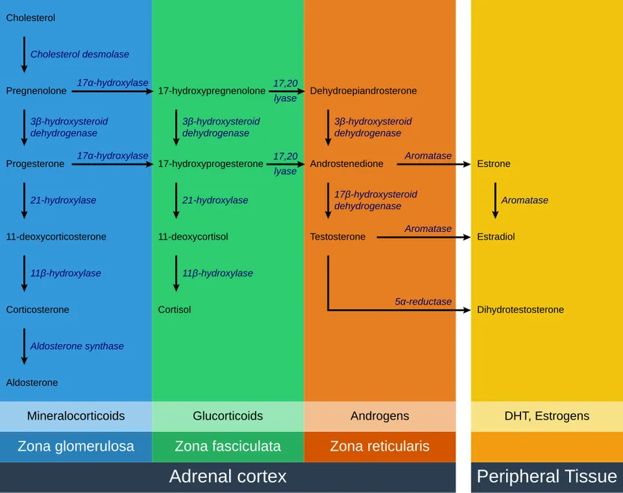 Pathways of synthesis of the adrenal steroids