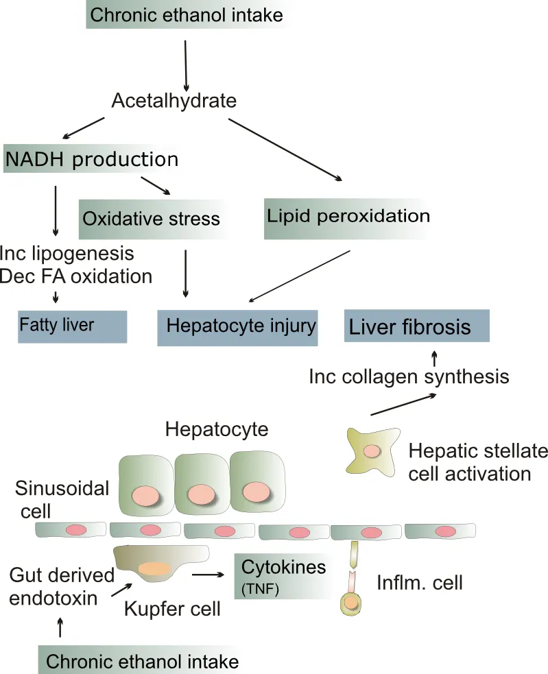 Pathogenesis of alcoholic liver disease. Inc: increase, Dec: decrease, FA: fatty acid, Infl: inflammatory, TNF: tumor necrosis factor alpha. A vector image also available Image:Pathogenesis alcoholic liver.svg.