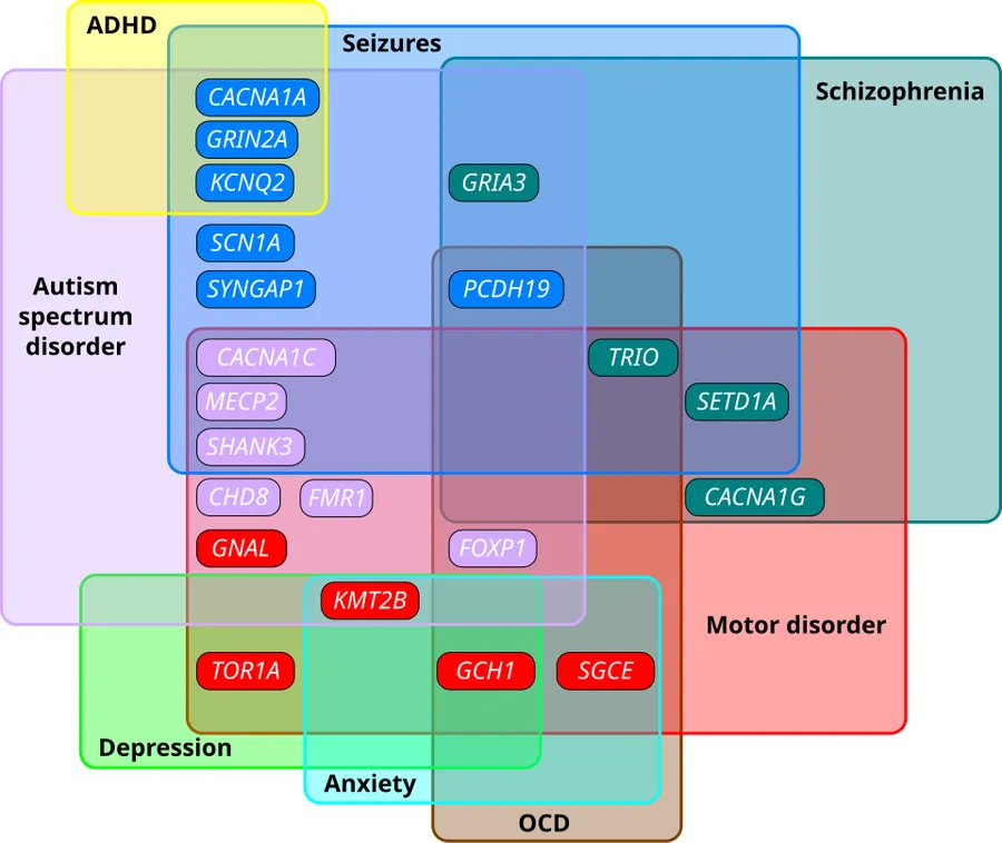 Euler diagram showing overlapping clinical phenotypes in genes associated with monogenic forms of autism spectrum disorder (ASD), dystonia, epilepsy and schizophrenia. Genes associated with epilepsy Genes associated with