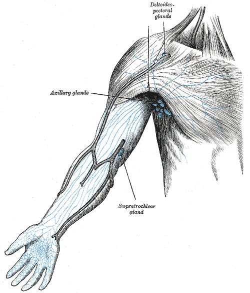 Axillary lymph nodes