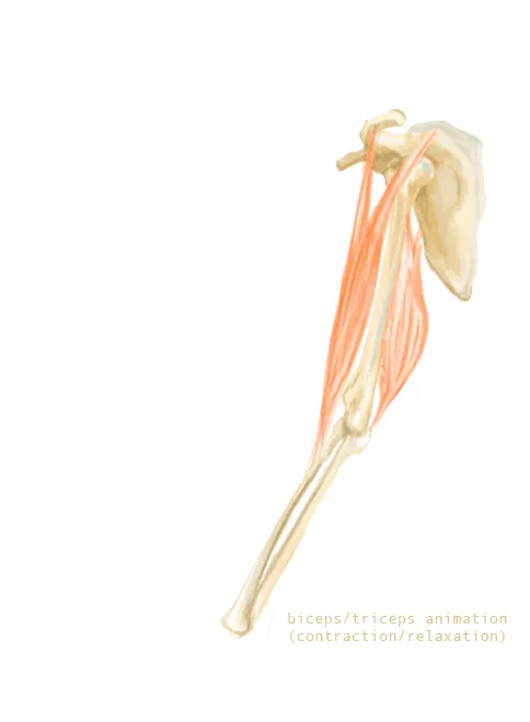 Animation of the contraction and relaxation of the biceps (above) and triceps (below), showing their functions and how they interact as complementary muscles.