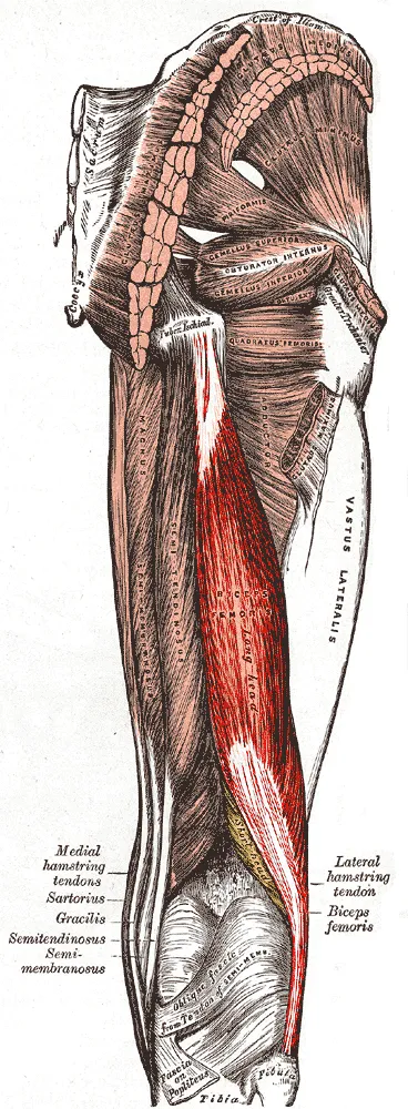 https://www.bartleby.com/107/illus434.html Marked muscle in GIMP, changed colour balance to highlight both heads.