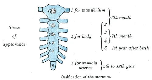 Ossification of the sternum.
