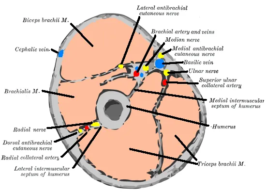 Brachial artery