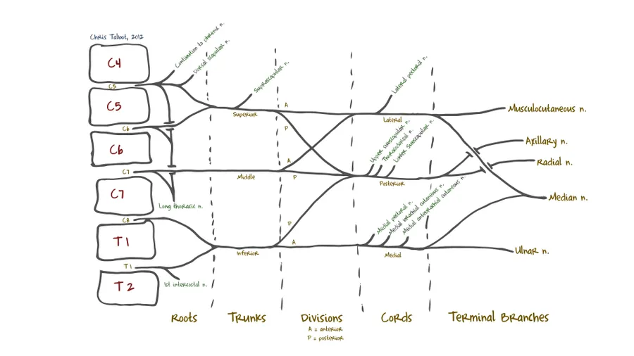 The branchial plexus, including all branches of the C5-T1 ventral primary rami. Includes mnemonics for learning the plexus' connections and branches. An original illustration by Chris Talbot, M.S. in Anatomy and student