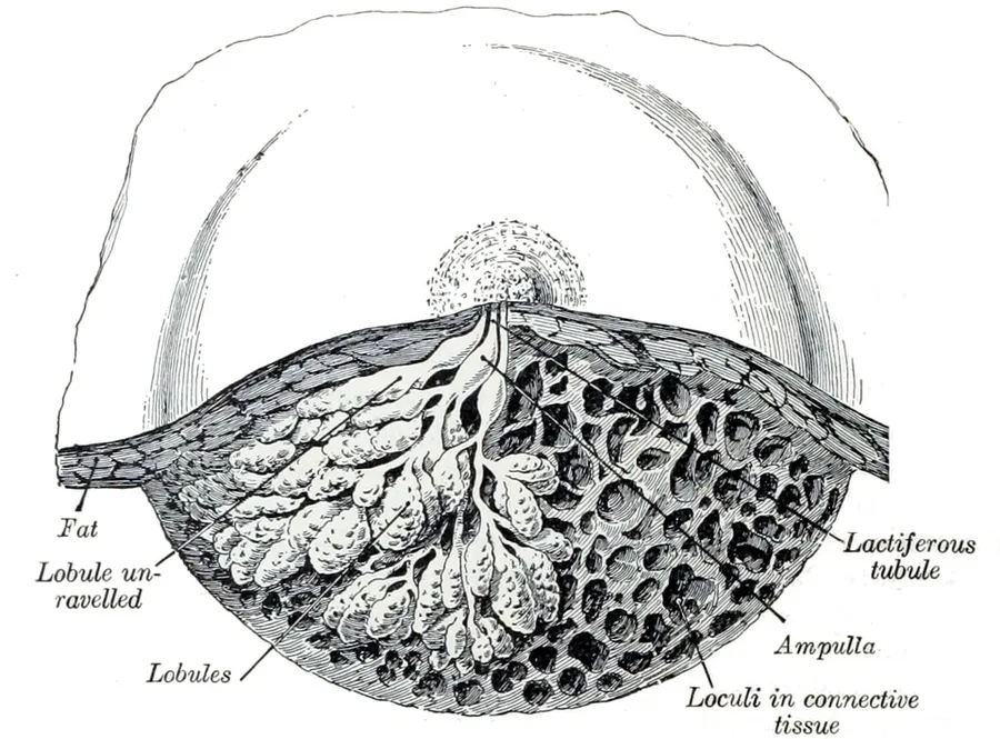 Breast
