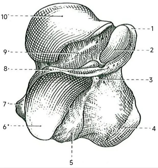 Anatomical drawing depicting the anterior aspect of the right-sided calcaneus.
