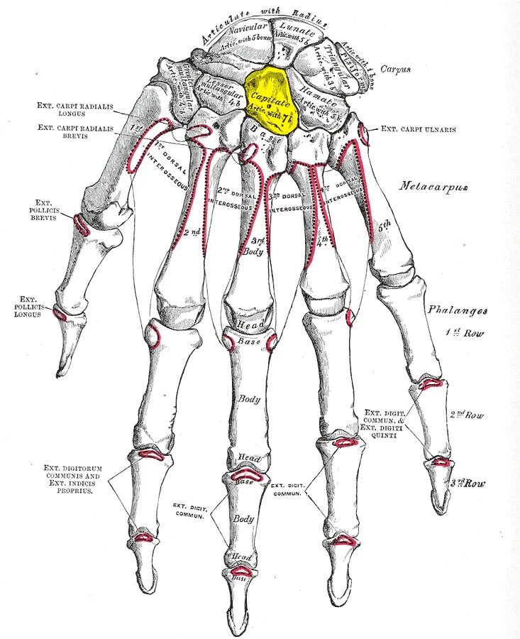 Capitate bone (shown in yellow).