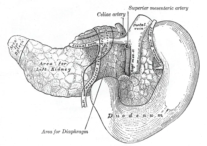 The pancreas and duodenum from behind. (From model by His.)