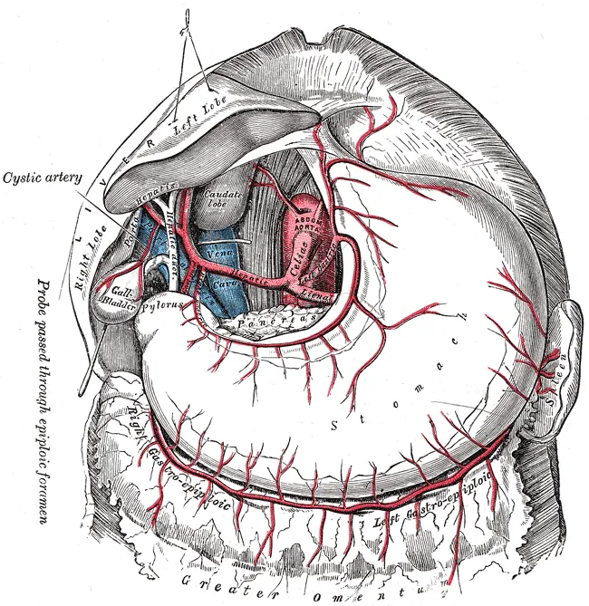 The celiac artery and its branches