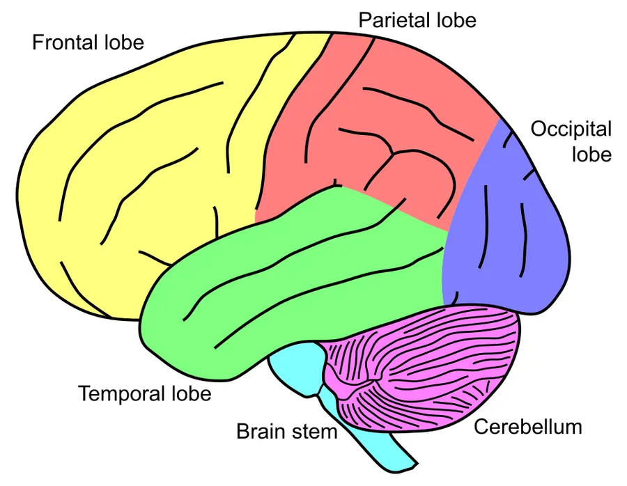 Lateral view of a human brain, telencephalic lobes, cerebellum and brainstem colored.