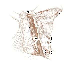 lymph chain(see details below)