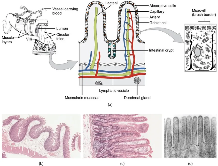 Illustration from Anatomy & Physiology, Connexions Web site. http://cnx.org/content/col11496/1.6/, Jun 19, 2013.