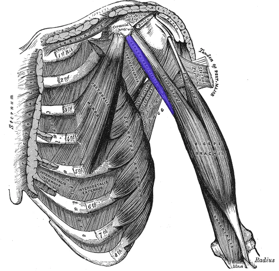Image of the Coracobrachialis muscle
