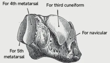 Anatomical drawing depicting the antero-medial aspect of the right cuboid bone.