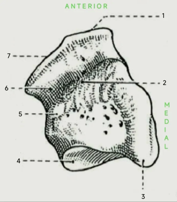 Anatomical drawing depicting the inferior aspect of the right cuboid bone.
