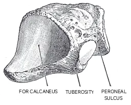 Anatomical drawing depicting the postero-lateral aspect of the right cuboid bone.
