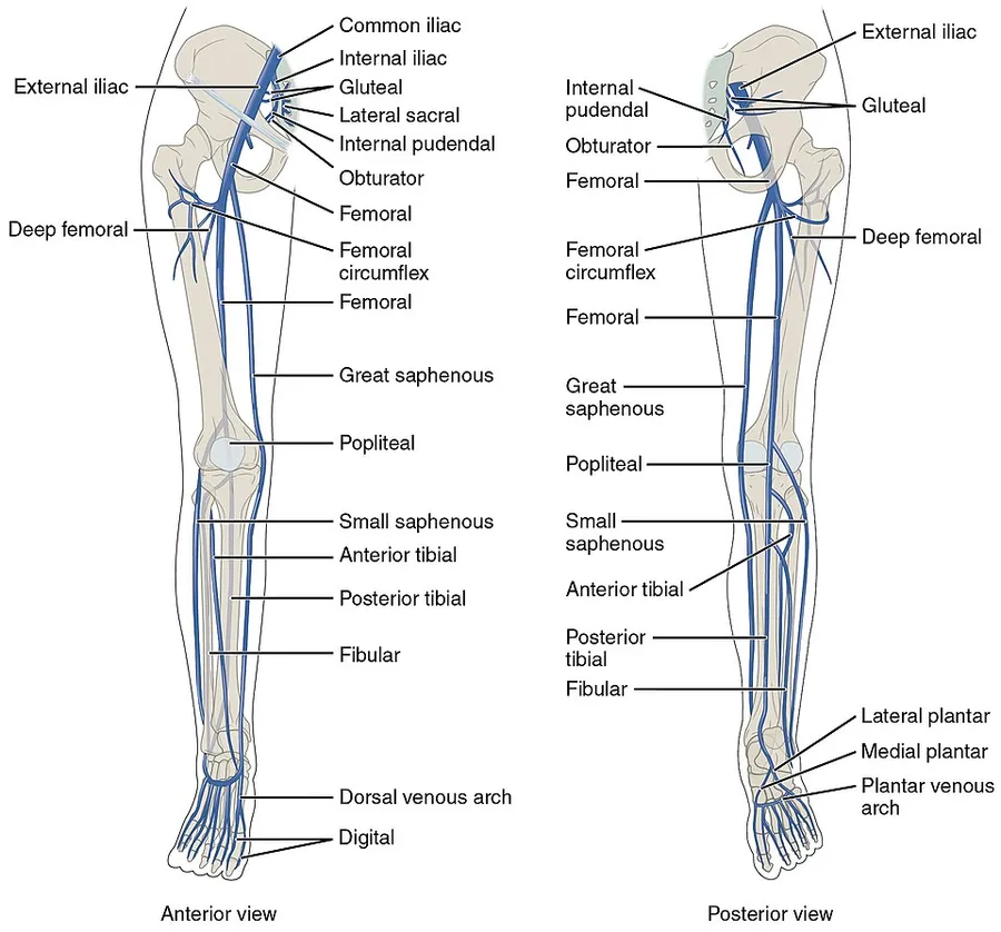 Illustration from Anatomy & Physiology, Connexions Web site. http://cnx.org/content/col11496/1.6/, Jun 19, 2013.