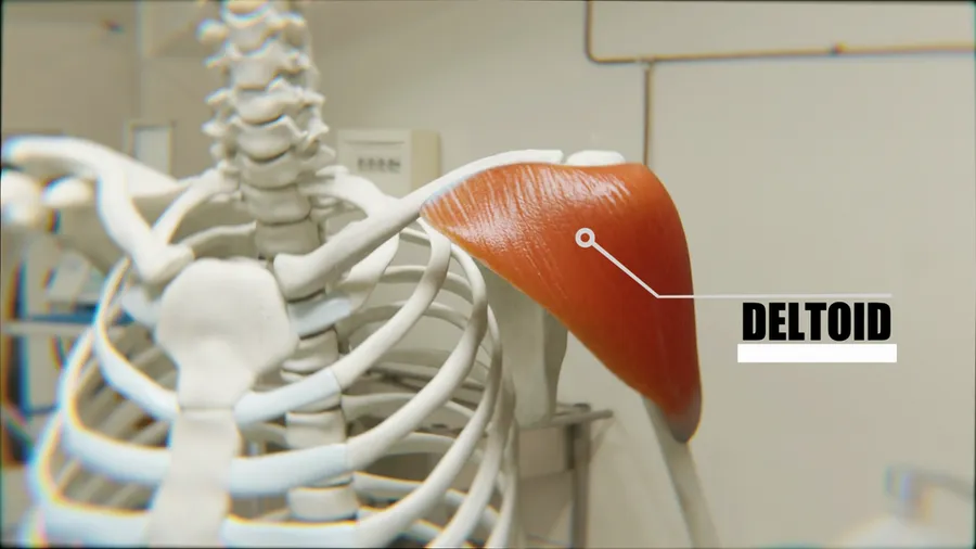 Deltoid Muscle Labelled
