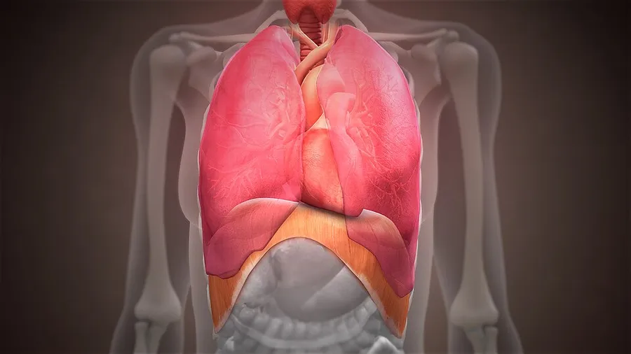 A 3D medical illustration showing structure of diaphragm and how it supports heart and lungs.