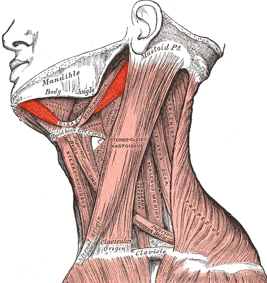 Digastricus muscle