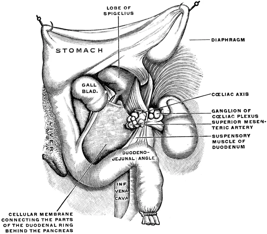 Suspensory muscle of the duodenum or muscle of Treitz.