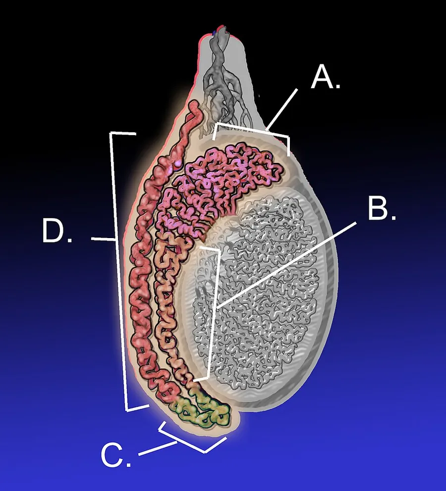 An illustration of an adult human testicle with the epididymis highlighted. A. Head of epididymus, B. Body of epididymus, C. Tail of epididymis, and D. Vas deferens