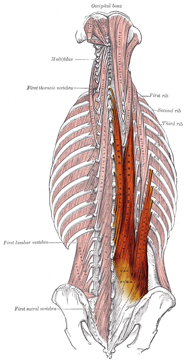 Reproduction of a Gray's anatomy plate with the muscles of the erector spinae muscle group highlighted