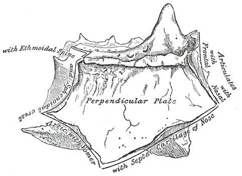 Perpendicular plate of ethmoid. Shown by removing the right labyrinth.
