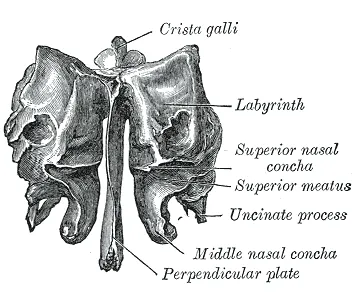 Ethmoid bone from behind.