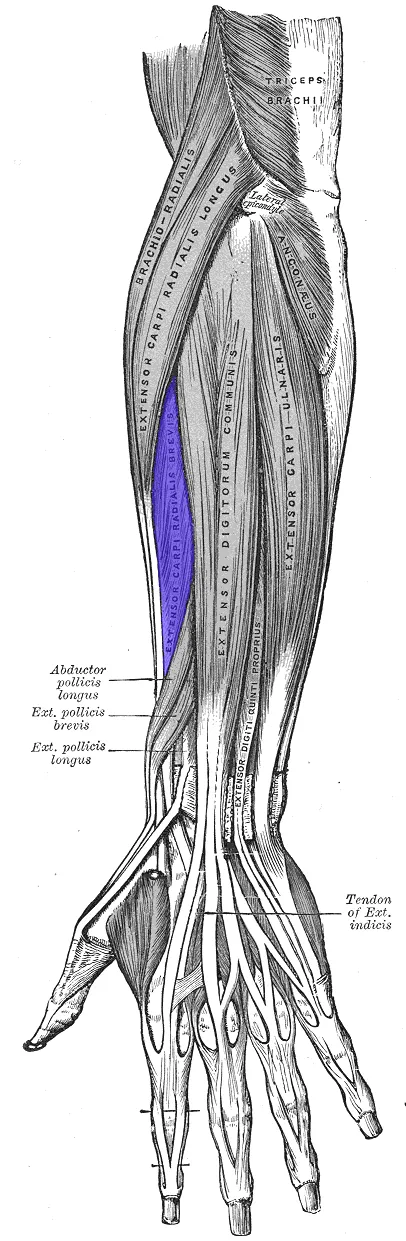 Image of the Extensor Carpi Radialis Brevis muscle