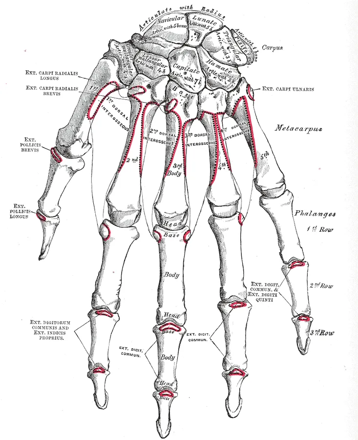 Bones of the right hand. Volar surface.