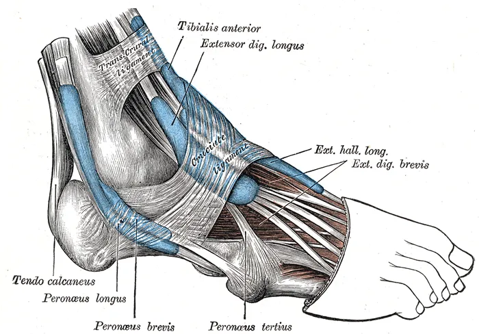 Extensor hallucis longus muscle