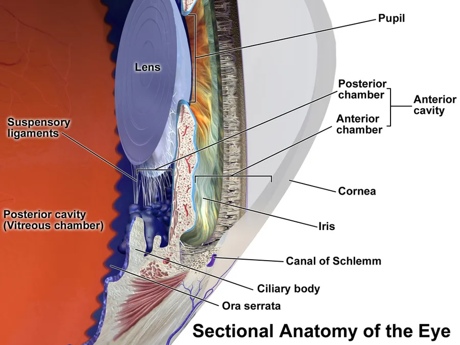 Sectional Anatomy of the Eye.