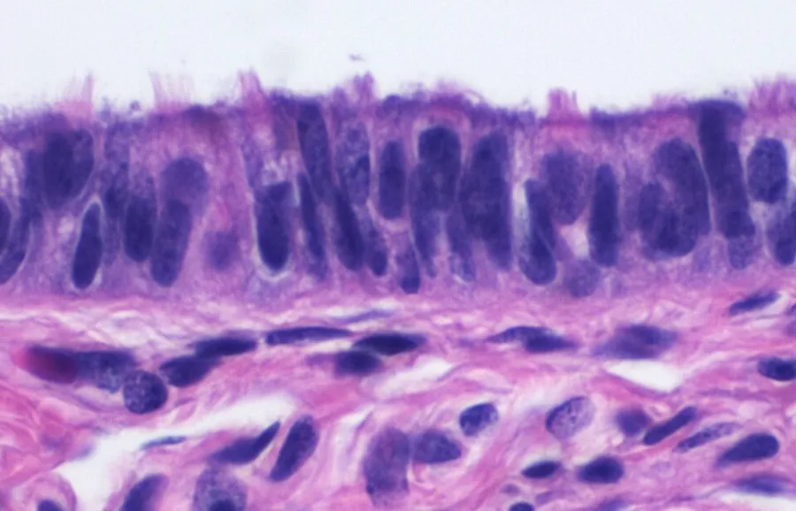 Histology of ciliated columnar epithelium of the fallopian tube