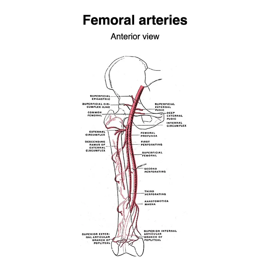 Arteries of the lower limb