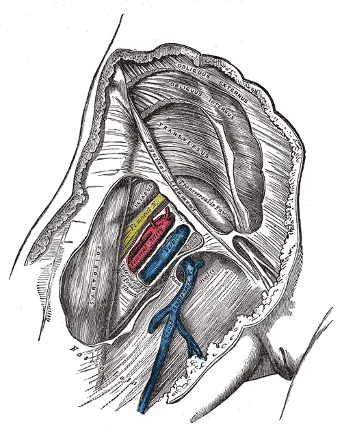Femoral nerve