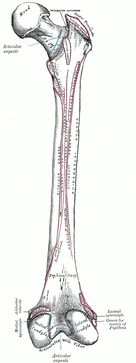 Femur