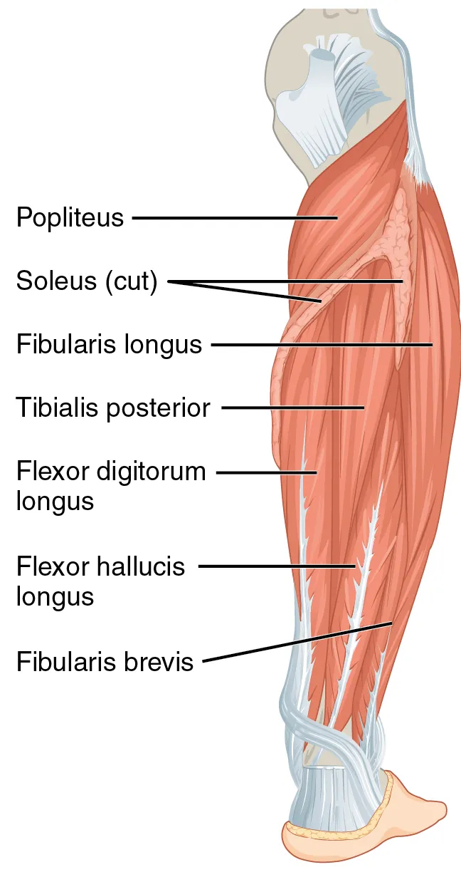 The muscles of the anterior compartment of the lower leg are generally responsible for dorsiflexion, and the muscles of the posterior compartment of the lower leg are generally responsible for plantar flexion. T