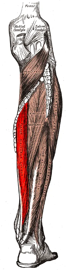 Musculus flexor digitorum longus