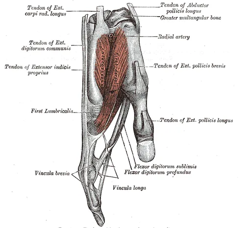 Flexor digitorum profundus muscle