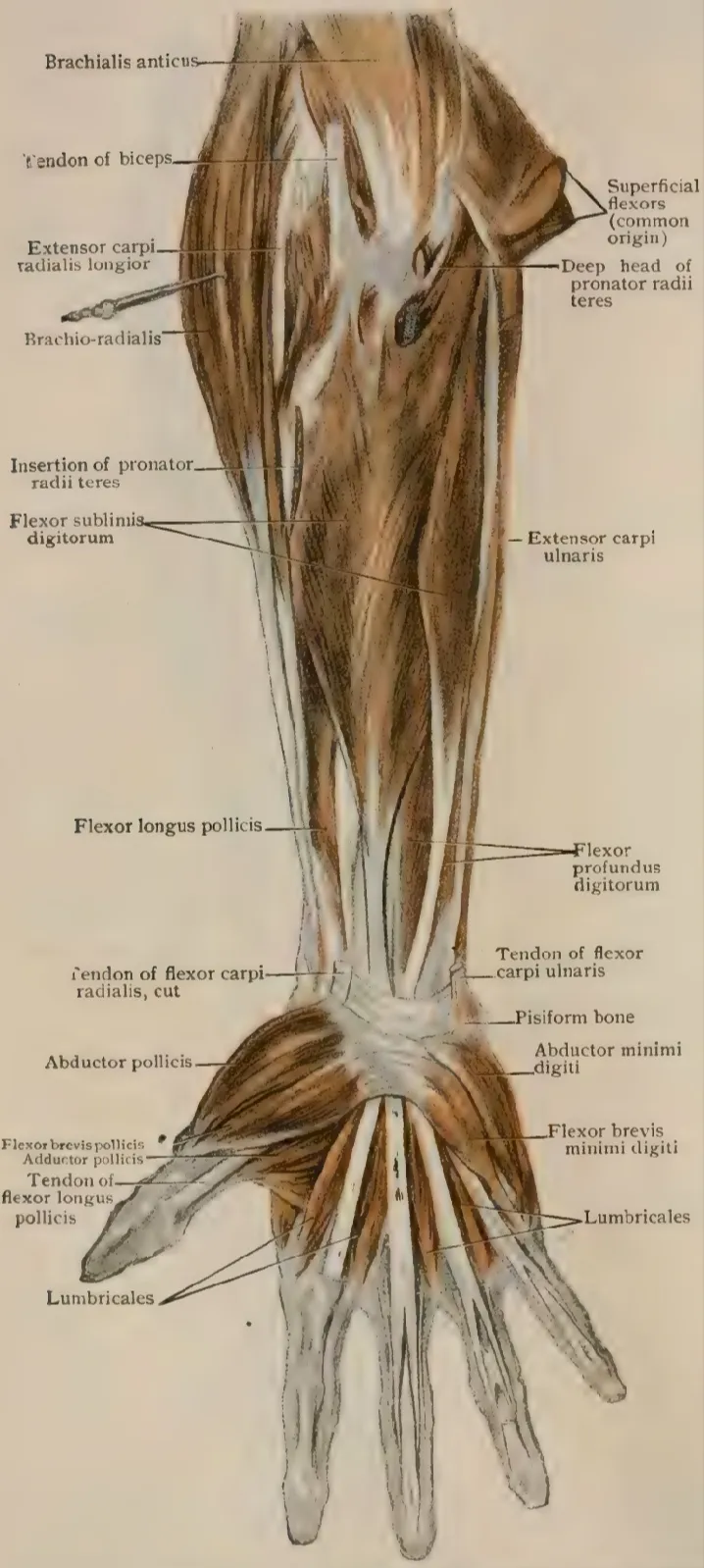 Deep dissection of anterior forearm