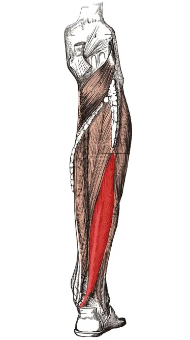 Anatomical cartoon depicting the flexor hallucis longus muscle (highlighted in bright red) and surounding structures; right side, postero-lateral view.