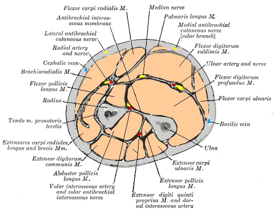 Flexor pollicis longus muscle