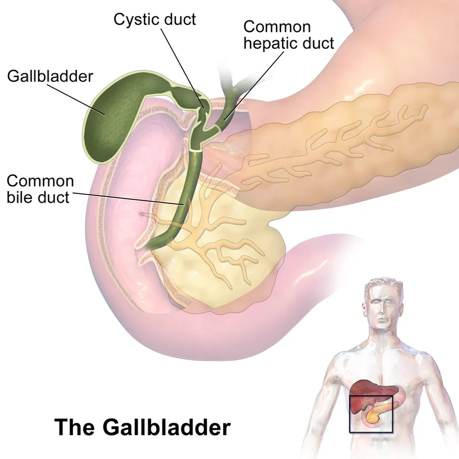 Gallbladder.
