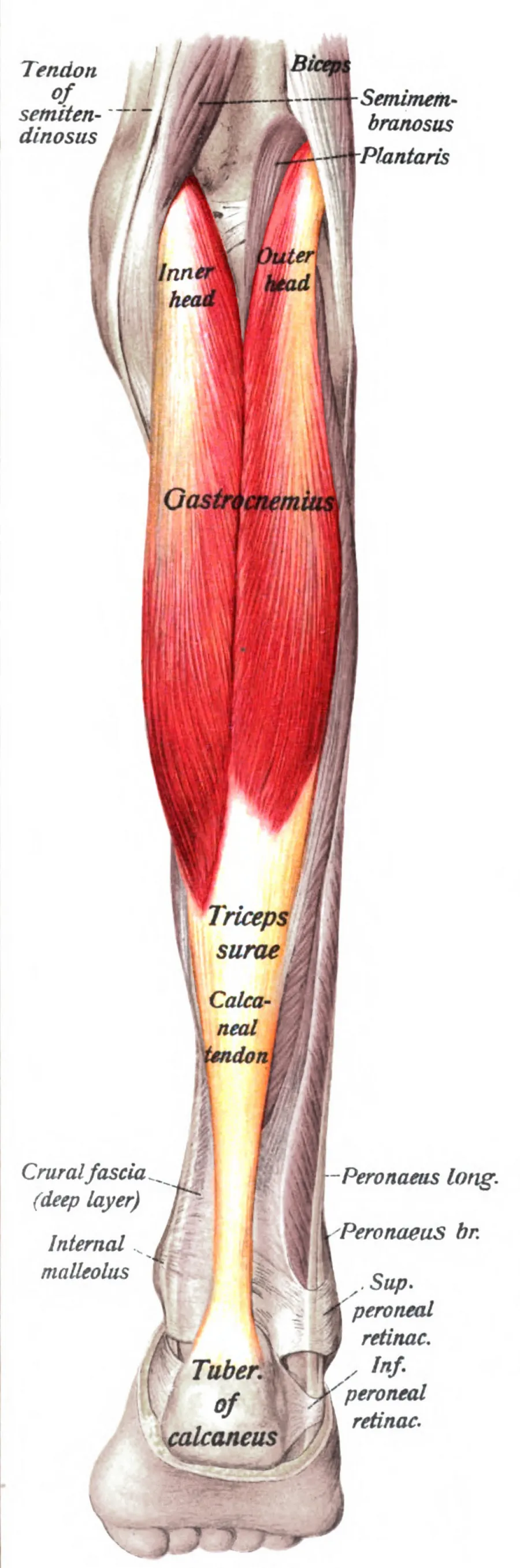 Gastrocnemius muscle