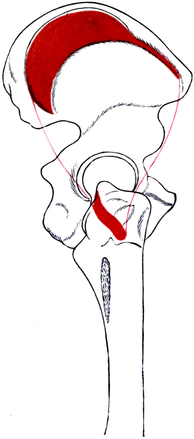 Gluteus medius of right side : outline and attachment-areas.